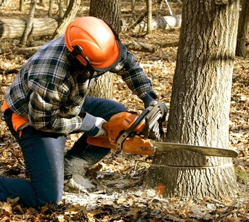 Tree Removal in Nauvoo, AL